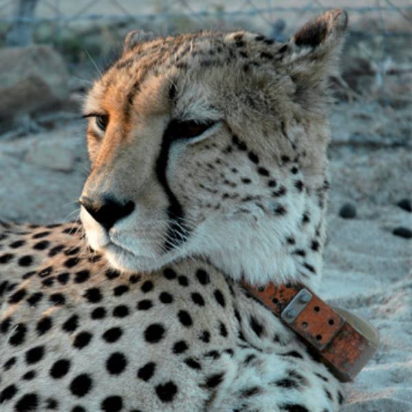Kruger Park Cheeta
